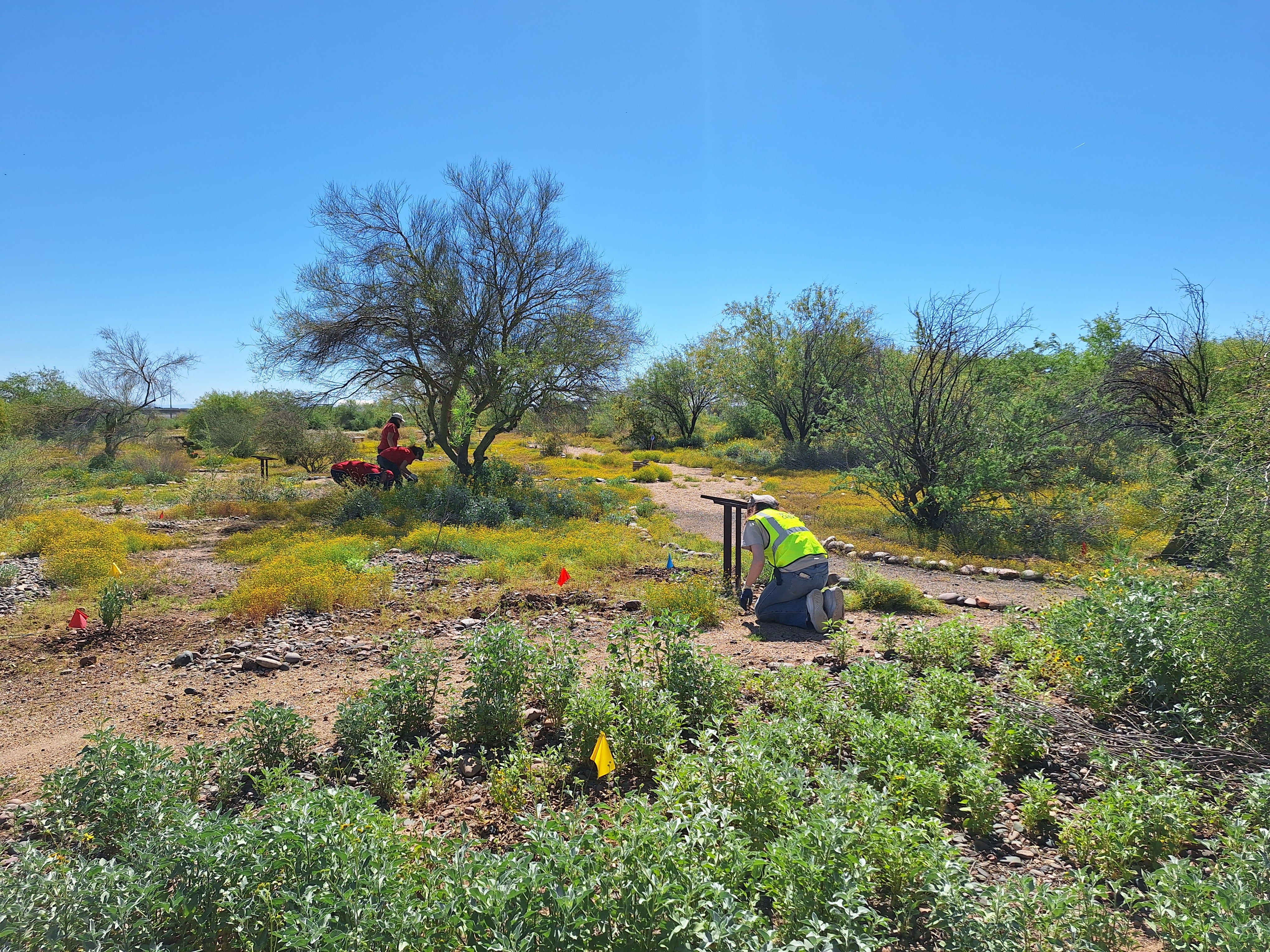 Volunteers at Rio Salado. 